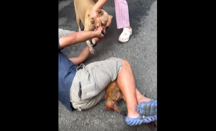 新北市三重區比特犬咬死流浪貓事件引發關注：呼籲飼主正確管理攻擊性犬隻