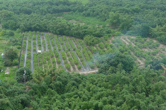 高雄市環保局啟用AI系統，嚴打露天燃燒守護清新空氣