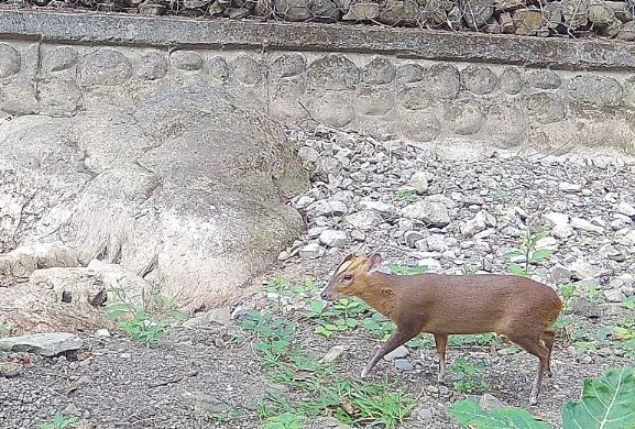 「萌獸」黃喉貂現身屏南保力溪 台灣最南端分布影像首次曝光