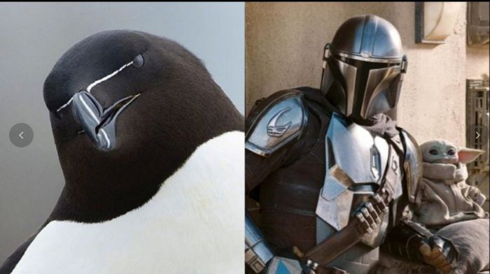 The Mandalorian｜「鳥界曼達洛人」照片瘋傳　網民：星戰企鵝？