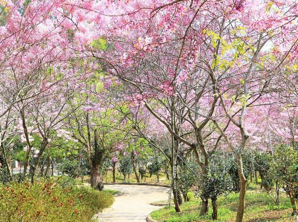 每年春季六龜區花旗木盛放，茂管處邀您共賞浪漫花海