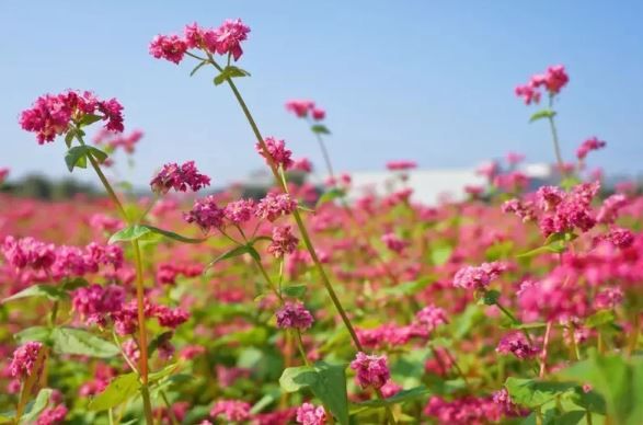 《鬼怪》著名花海變身！台中新亮點「紅蕎麥花海」免費開放，成為全台最大秘境