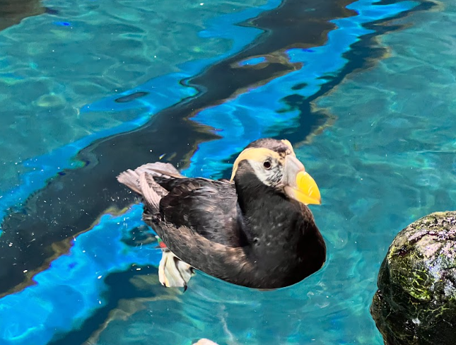 屏東海生館：鳳頭海鸚鵡的命定邂逅，為愛情做準備！