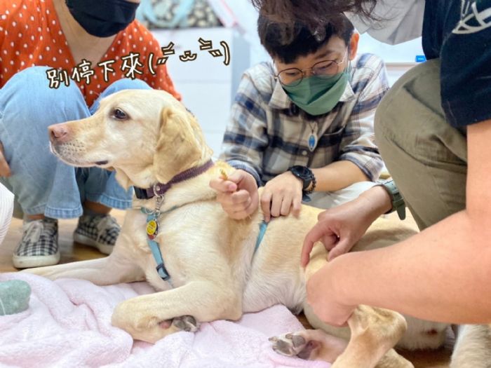 2024好伴bàn毛孩嗷運會「犬力衝刺障礙賽」——全心呵護，歡樂競技新體驗