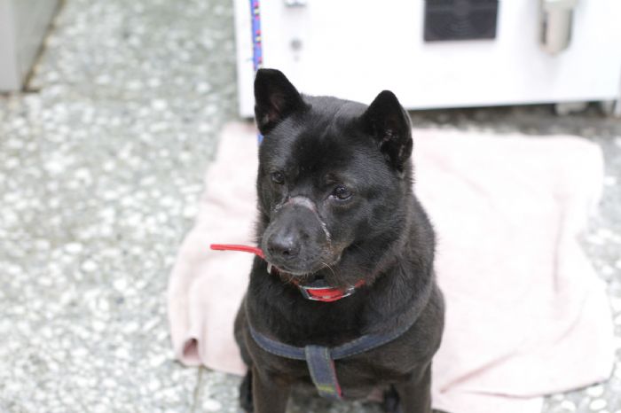 小黑犬脫險記：愛心救援開啟新生活，待有緣人迎接