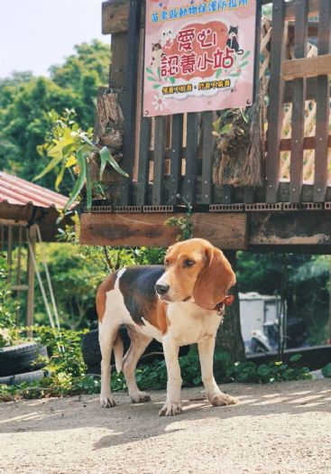 動物認養暖心升級！苗栗攜手商家推動「愛心認養小站」共築毛孩美好未來