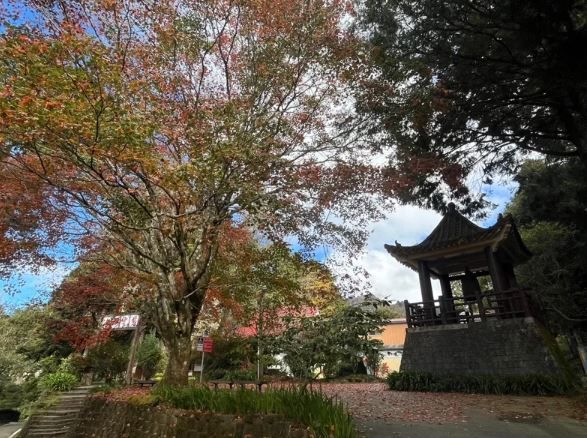 阿里山賞楓紅倒數一周 雨水影響提早耶誕節謝幕