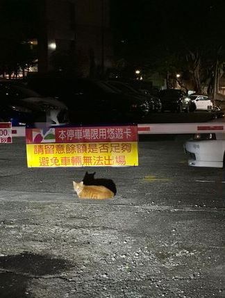 停車場遇地方「毛毛管理員」趴入口眼神示意他笑翻：遵命！