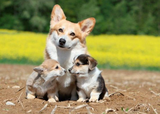 心臟健康的忠實夥伴：研究發現飼養狗犬助益心血管健康