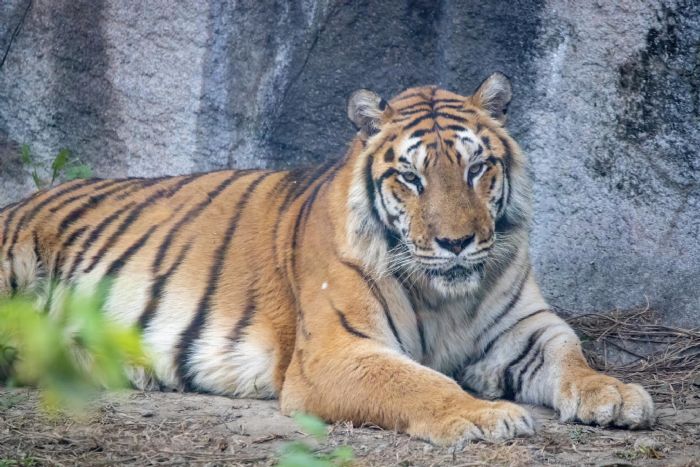 世界老虎日 壽山動物園講「虎」你知