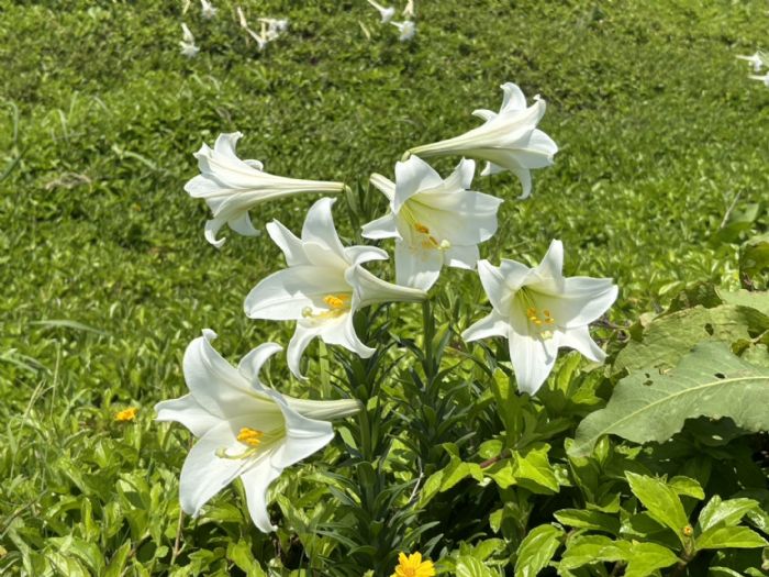 潮境公園：盛放的百合，海科館的復育研習