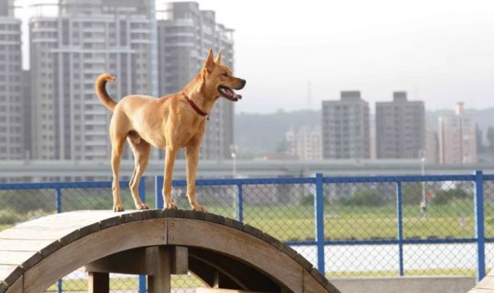 新北市打造22座寵物公園，毛孩走春健康又快樂！