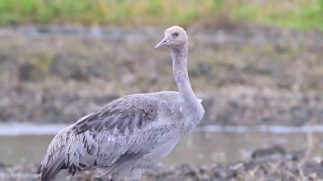 灰鶴首次現身花蓮  保育類珍稀鳥類