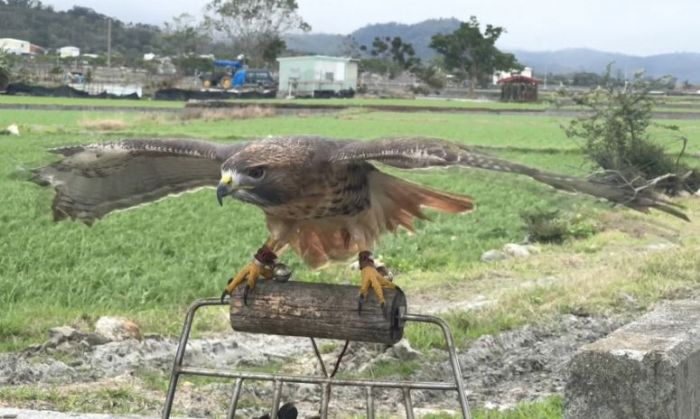 台東池上民團推出「老鷹驅害鳥」計畫，友善對待動物的同時提升農作物產量