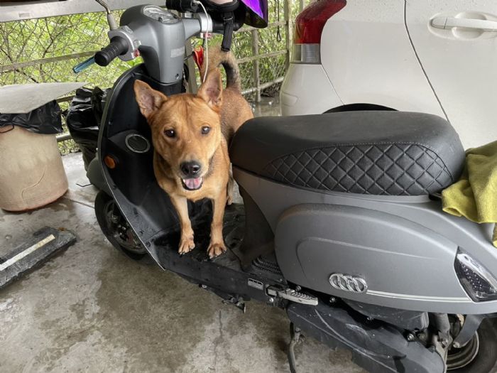 新北市動保處推動寵物安全搭車計畫，守護毛寶貝幸福出行