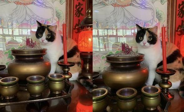 喵孫爬上神桌阿嬤猛盯「寵溺一句話」笑噴家人：誰說不喜歡貓？