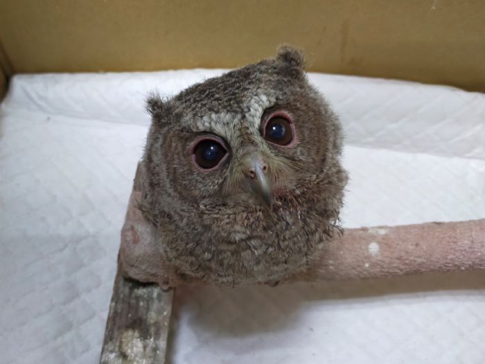 領角鴞幼鳥落巢怎麼辦？動物園呼籲民眾勿撿拾飼養