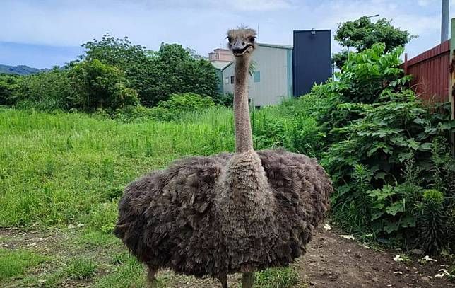 新北市發現賣萌的鴕鳥四處覓食  確認為寵物而非遺棄案例