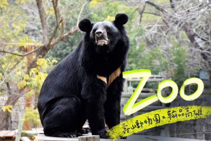 家長救星登場！壽山動物園攜手飯店推住房專案新體驗