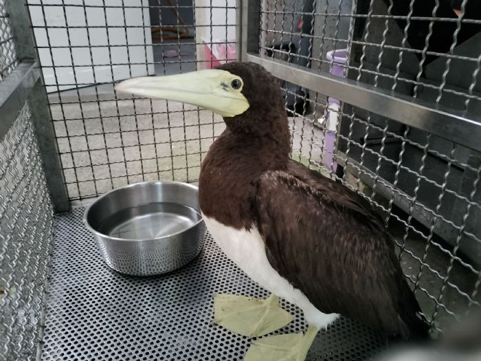 新北市動保處成功救援白腹鰹鳥，逆轉困境後重返自然家園