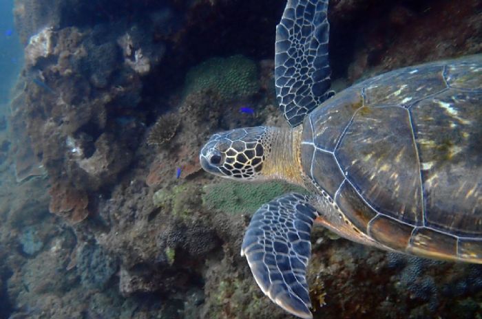 海龜愛上潮境海灣！ 望海巷成為海洋生態「Long Stay」天堂