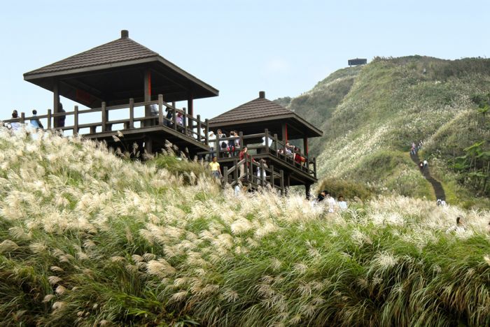 草嶺古道芒花季開跑！秋日銀白花海，11/9-12/8邀您共享浪漫美景