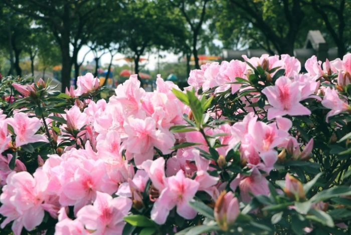 台大杜鵑花「不時花」提前開放！暖冬與路燈「合照」打破花期定律