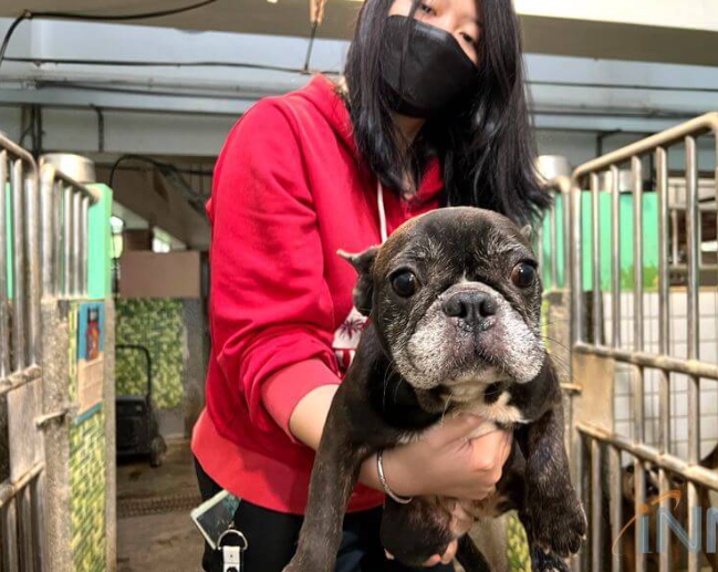 宜蘭縣繁殖場事件：67隻法國鬥牛犬獲救，50隻完成絕育手術