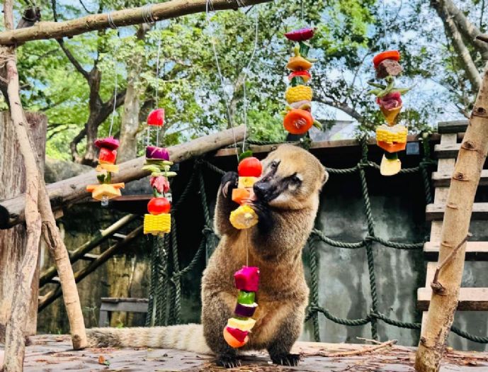 中秋佳節，壽山動物園為動物們舉辦「野營派對」！