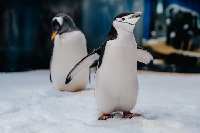 沉浸海洋樂園：國立海洋生物博物館《海寶大冒險》Silent Disco 派對盛大登場