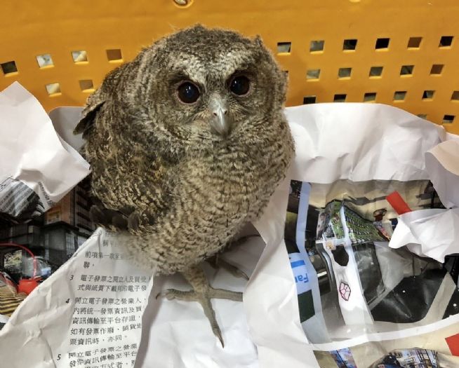 春季溫暖，野鳥幼雛需求關愛