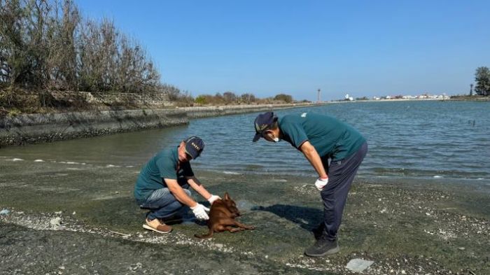 臺南市動物保護措施：寵物與野生動物皆有照顧