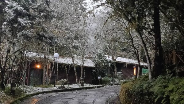 冬日仙境！明池淨雪 銀白神木園積雪5cm美不勝收