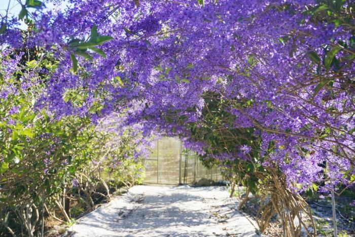 埔里錫葉藤花園 紫色花朵「早開」