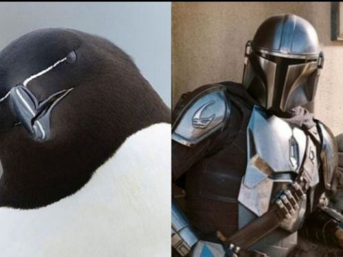 The Mandalorian｜「鳥界曼達洛人」照片瘋傳　網民：星戰企鵝？