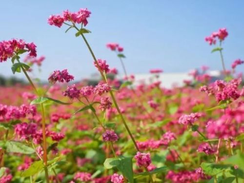 《鬼怪》著名花海變身！台中新亮點「紅蕎麥花海」免費開放，成為全台最大秘境