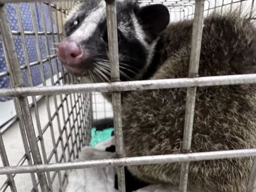 首例捷運軌道動物救援！白鼻心闖木柵站，北市動保處吹箭麻醉成功救出