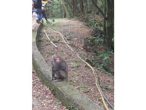 與獼猴共處：臺北市推動野生動物保護宣導活動