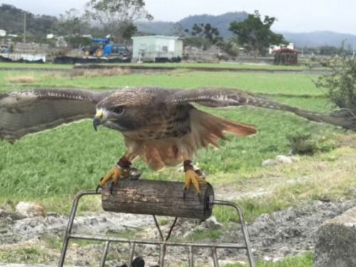 台東池上民團推出「老鷹驅害鳥」計畫，友善對待動物的同時提升農作物產量