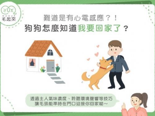 狗狗怎麼知道我要回家了？難道是有心電感應？！