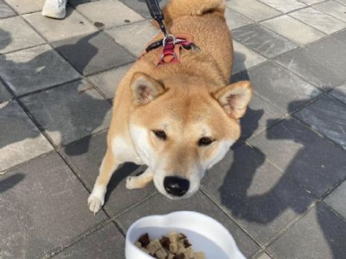 前鎮「好伴公園」迎來動保處暖心支援活動，犬貓健康與愛心滿溢