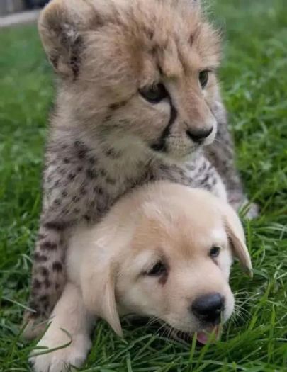 動物園「史上最驚奇組合」！小獵豹與拉布拉多共同成長，成年後的現況曝光！