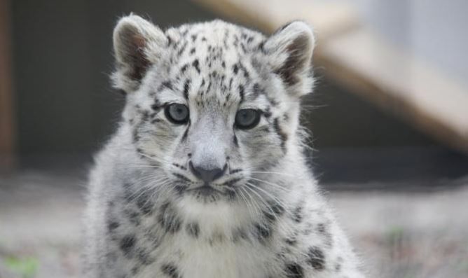 能美市第一隻雪豹寶寶在石川動物園誕生