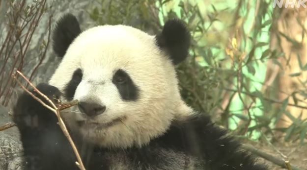 上野動物園的雙胞胎大熊貓小小和蕾蕾準備好獨自生活