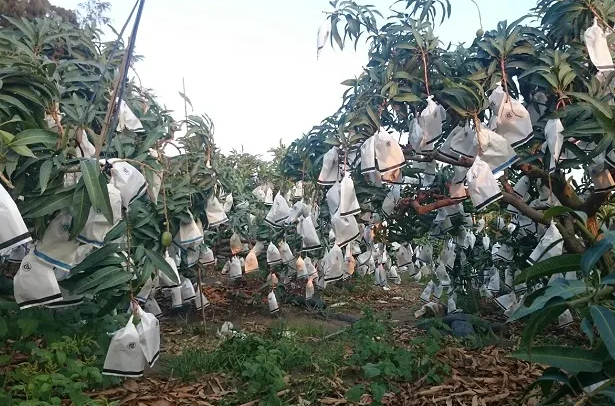 屏東愛文芒果網購宅配推薦–芒果園–枋山雄