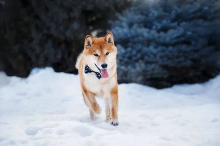 狗真的喜歡在下雪的時候在花園裡跑來跑去嗎？